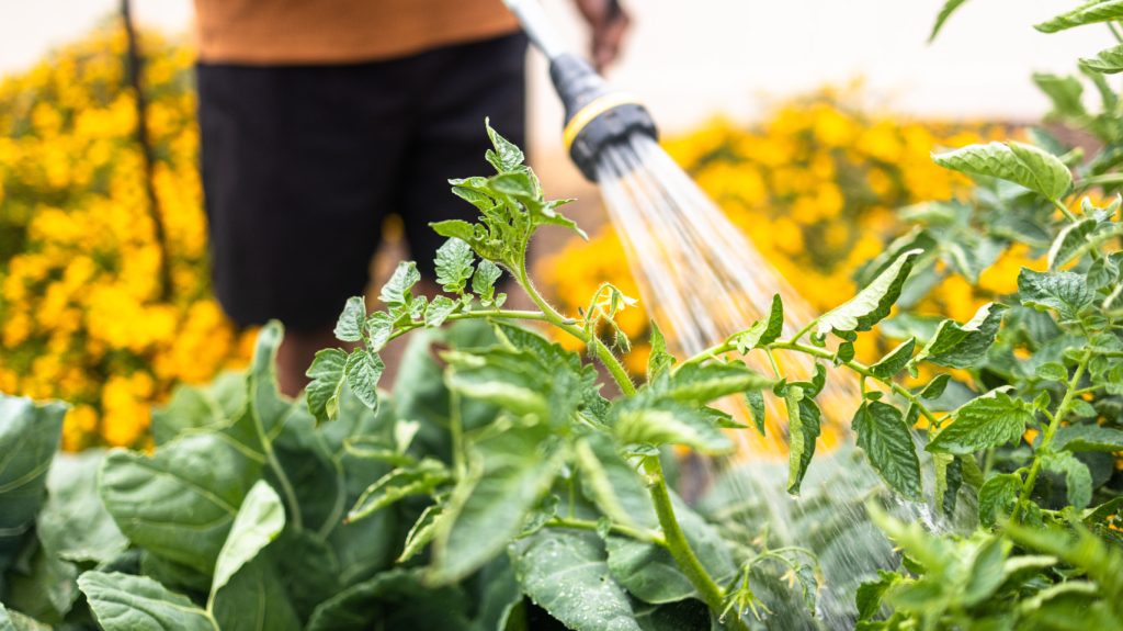 Close up of plants being watered